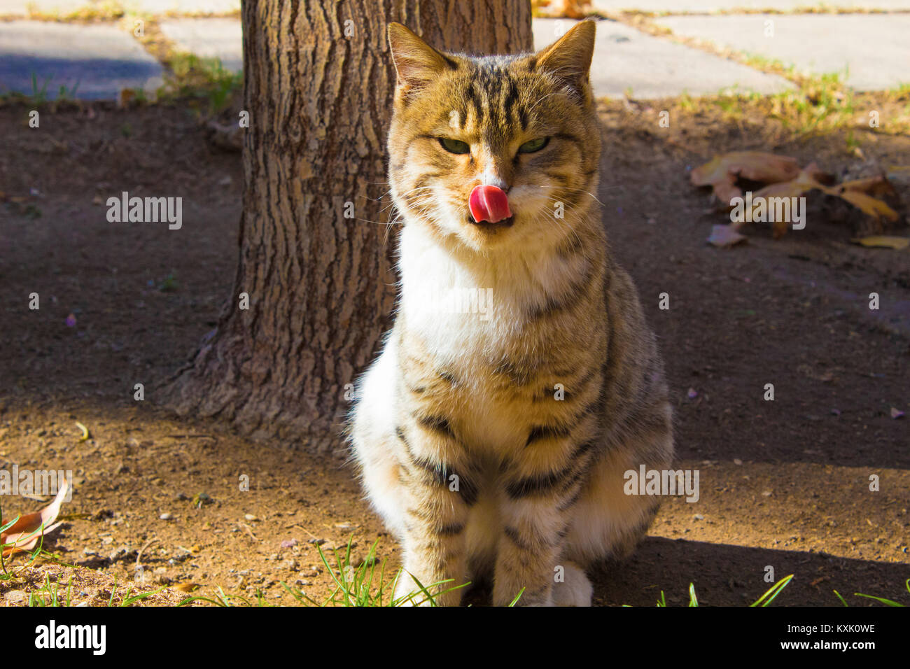 Chat dans le parc après le déjeuner Banque D'Images