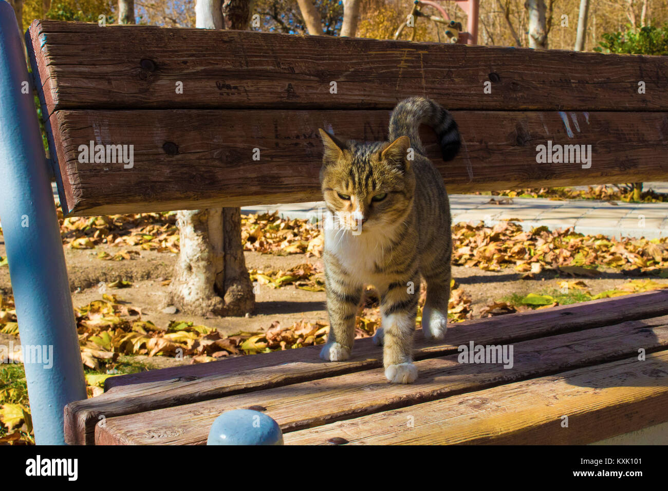 Chat mignon dans le parc Banque D'Images