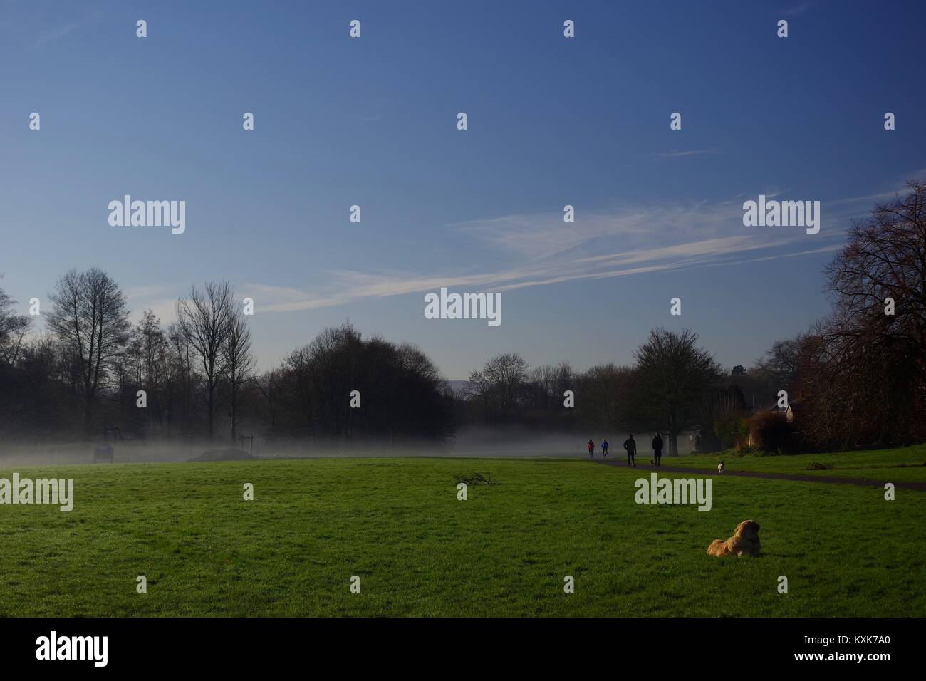 Chien labrador blond sur un hivers brumeux matin sur un champ d'herbe par Ludwell Valley Park. Exeter, Devon, UK. Janvier, 2018. Banque D'Images