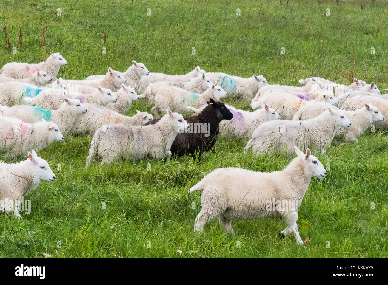Troupeau de moutons en marche à travers champ avec l'herbe haute - Shetland, Écosse, Royaume-Uni Banque D'Images