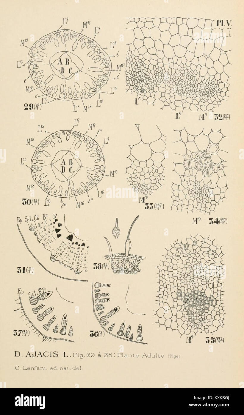Archives de l’Institut Botanique de l’Université de Liège, centrées sur d’importantes recherches botaniques et études menées par l’institution. Banque D'Images
