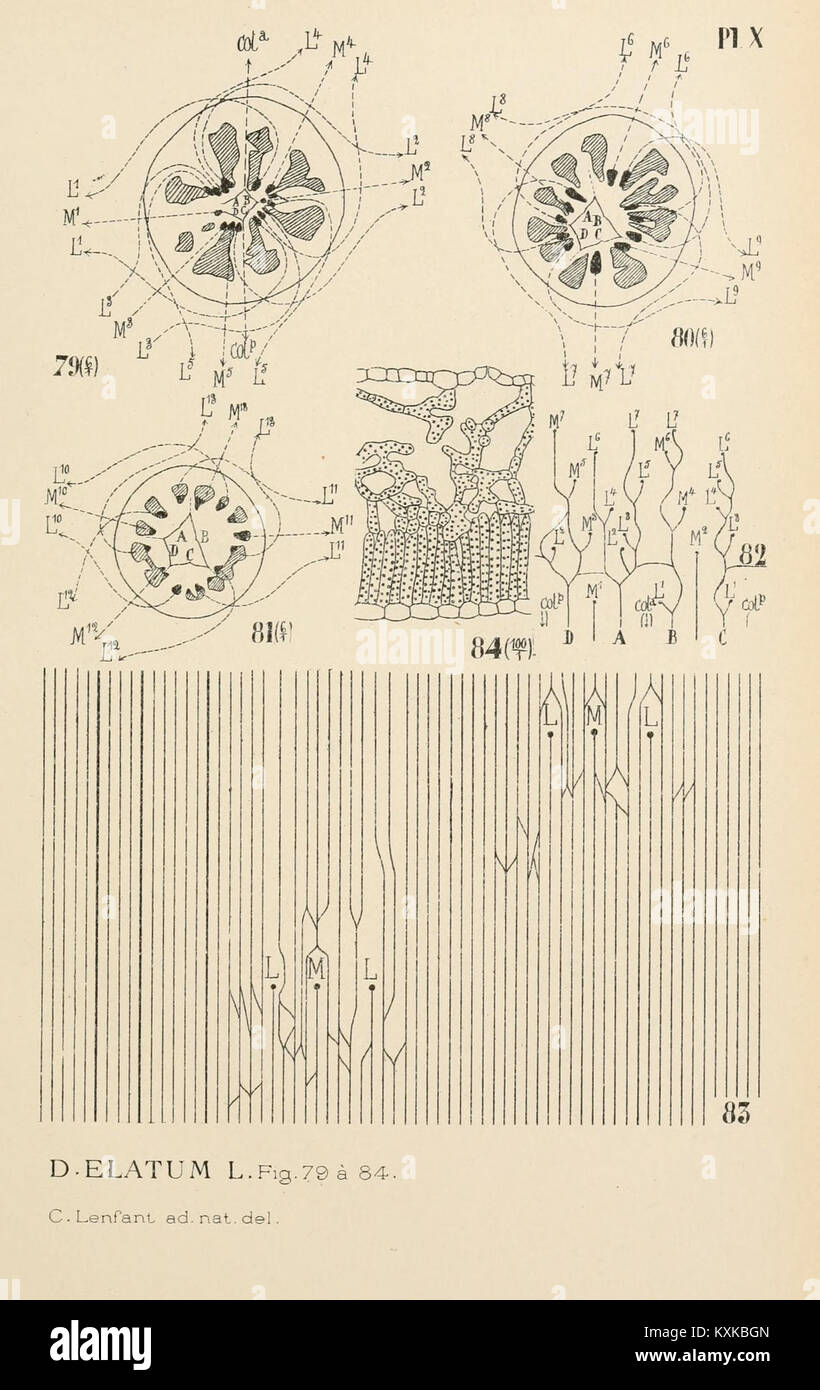 Une collection de documents d'archives de l'Institut botanique de l'Université de Liège, mettant en valeur les recherches et études botaniques. Banque D'Images