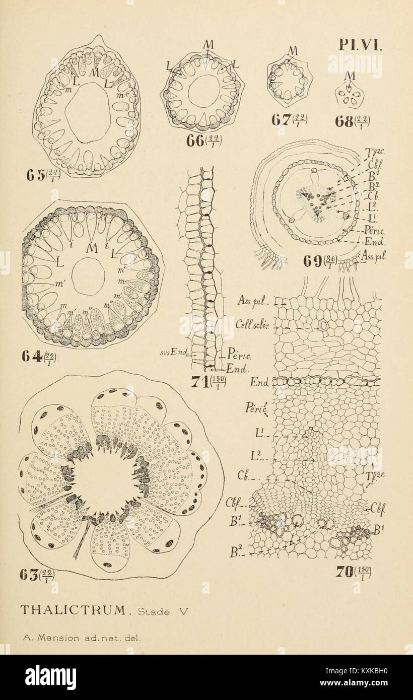 Archives de l'Institut botanique de l'Université de Liège BHL4960655 Banque D'Images