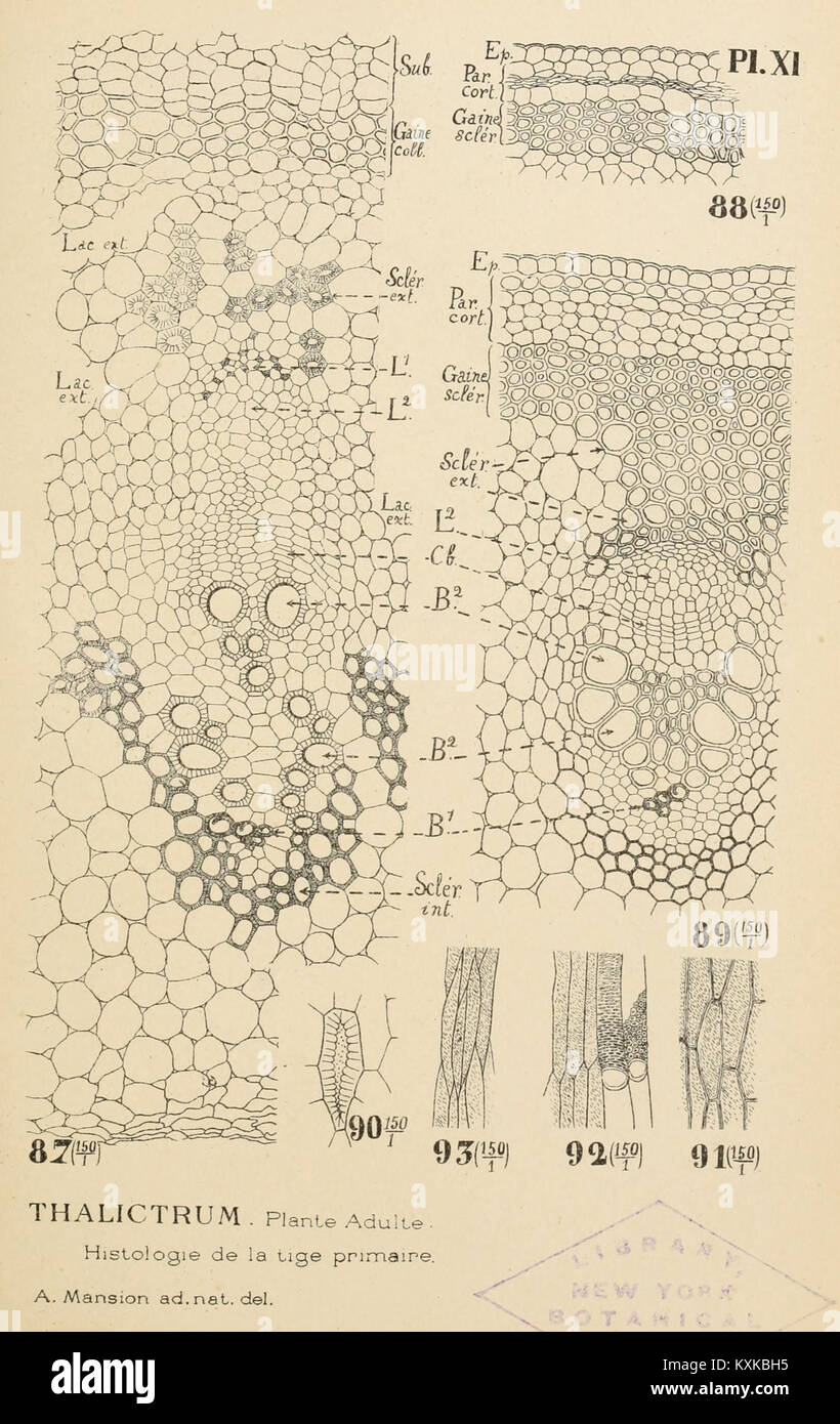 Ce titre fait référence aux archives botaniques de l'Université de Liège, documentant diverses espèces végétales, des recherches et des études académiques dans le domaine de la botanique. Banque D'Images