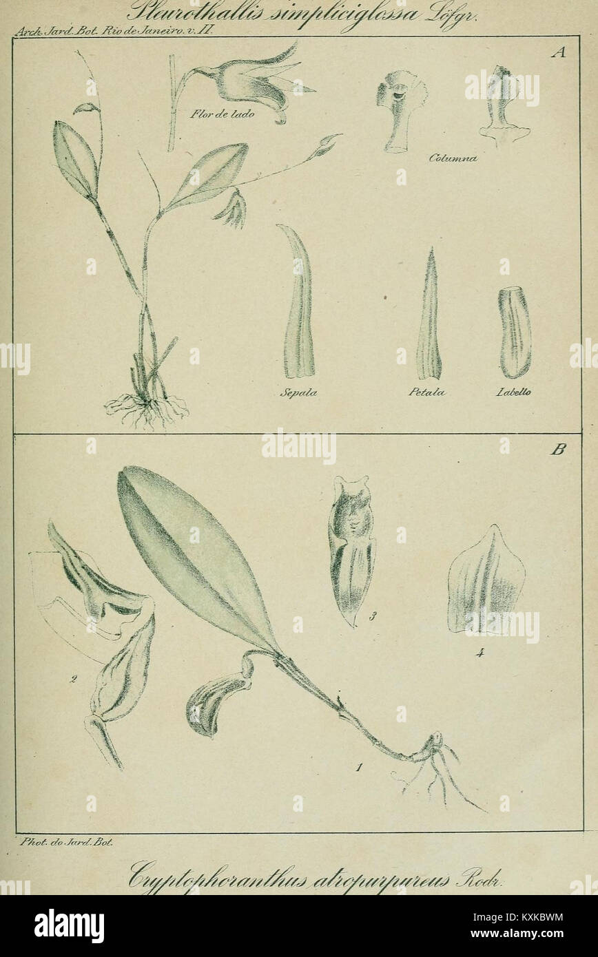 Une collection d'archives botaniques du jardin botanique de Rio de Janeiro, présentant une illustration botanique historique du XIXe siècle, documentant les espèces végétales et leur importance. Banque D'Images