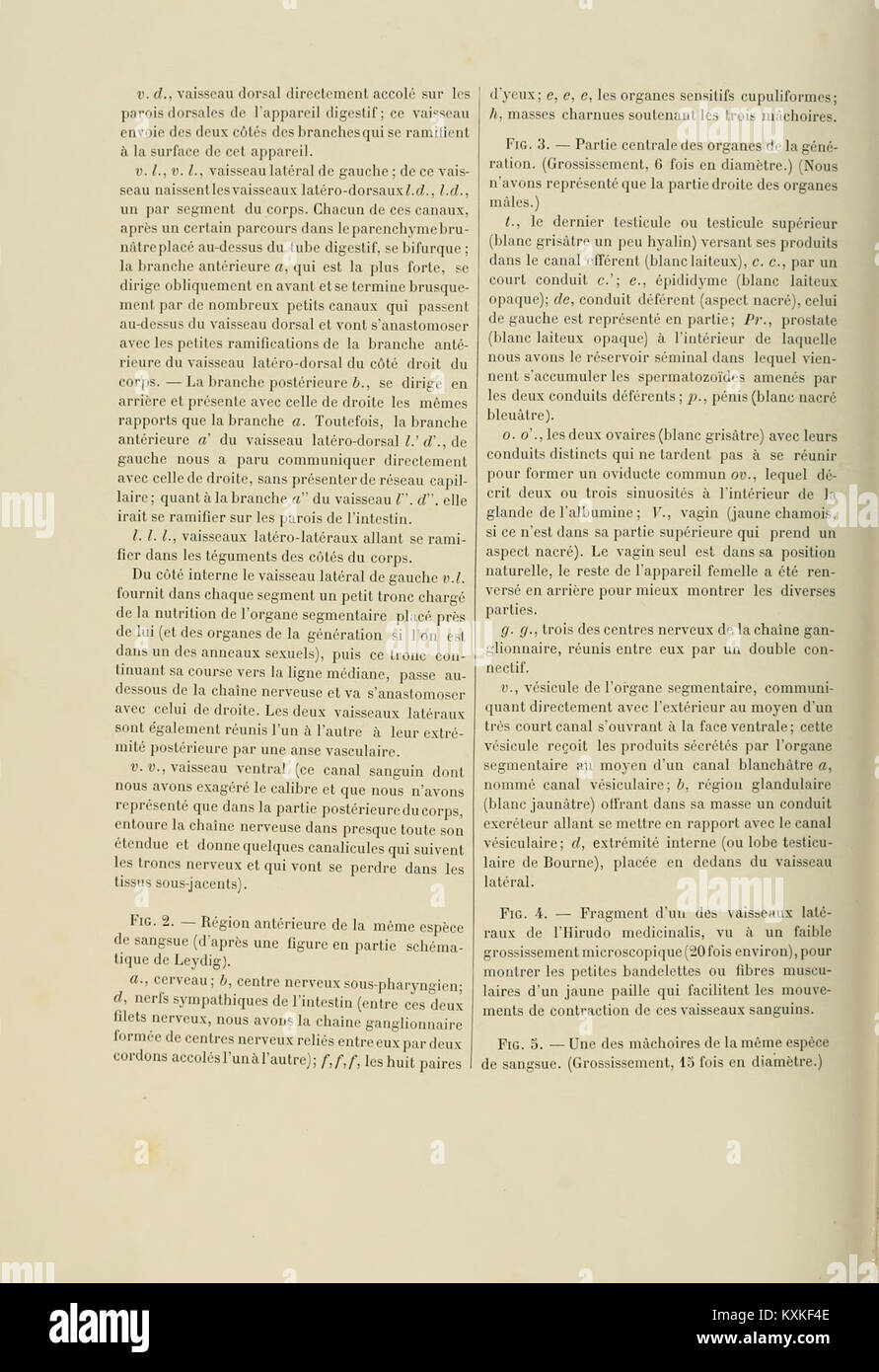 La planche 47 du *Atlas d'anatomie comparée des invertébrés* illustre l'anatomie comparée des invertébrés, montrant des structures détaillées qui contribuent à la compréhension de la physiologie et des relations évolutives des invertébrés. Banque D'Images