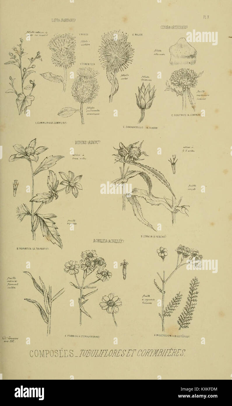 Un atlas détaillant les caractéristiques spécifiques des plantes trouvées dans les flores parisienne et romaine. La publication présente des illustrations et des descriptions de plantes indigènes de ces régions, ainsi que leurs rôles écologiques. Banque D'Images