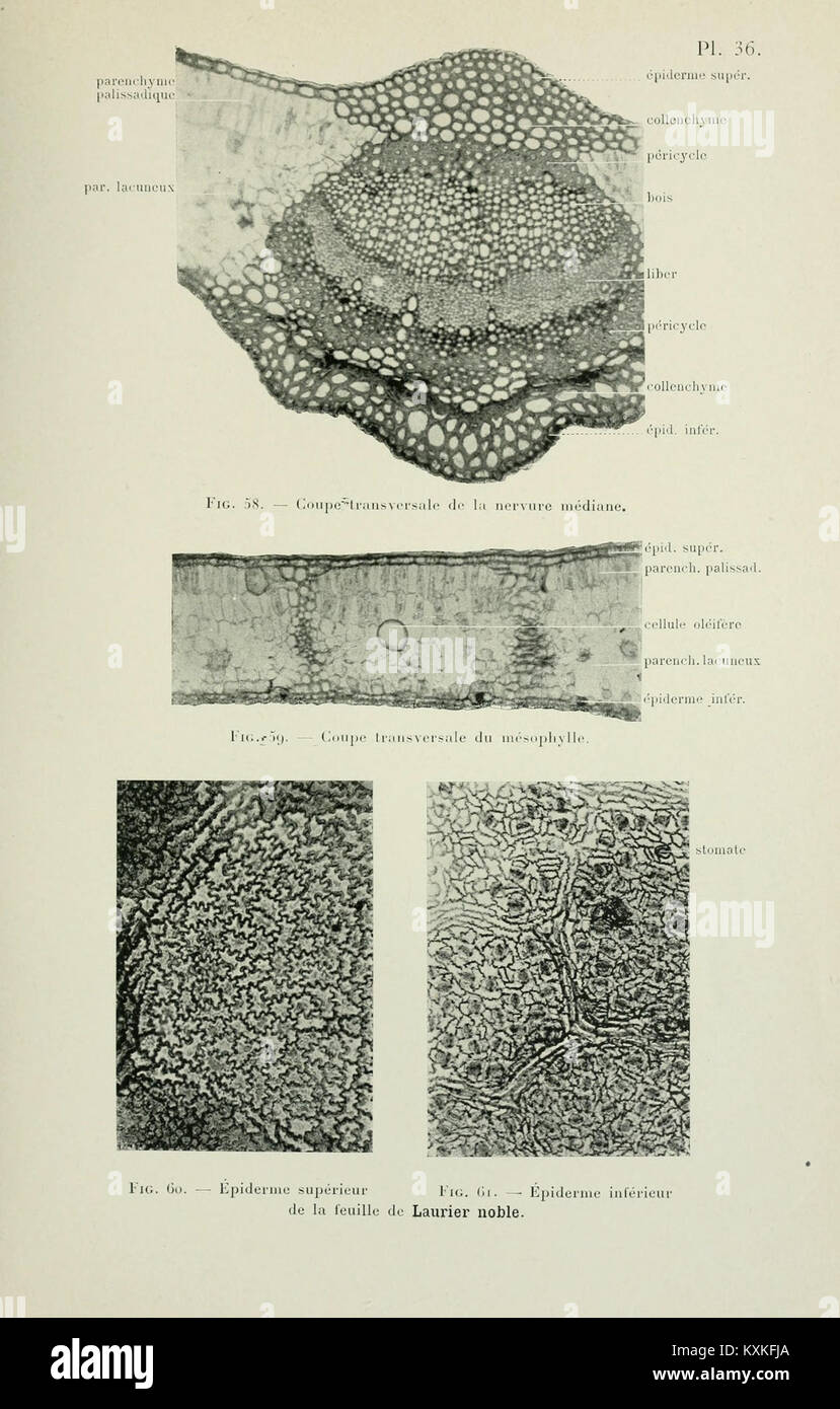 Atlas de photomicrographie des plantes médicinales (page 101) BHL12987927 Banque D'Images