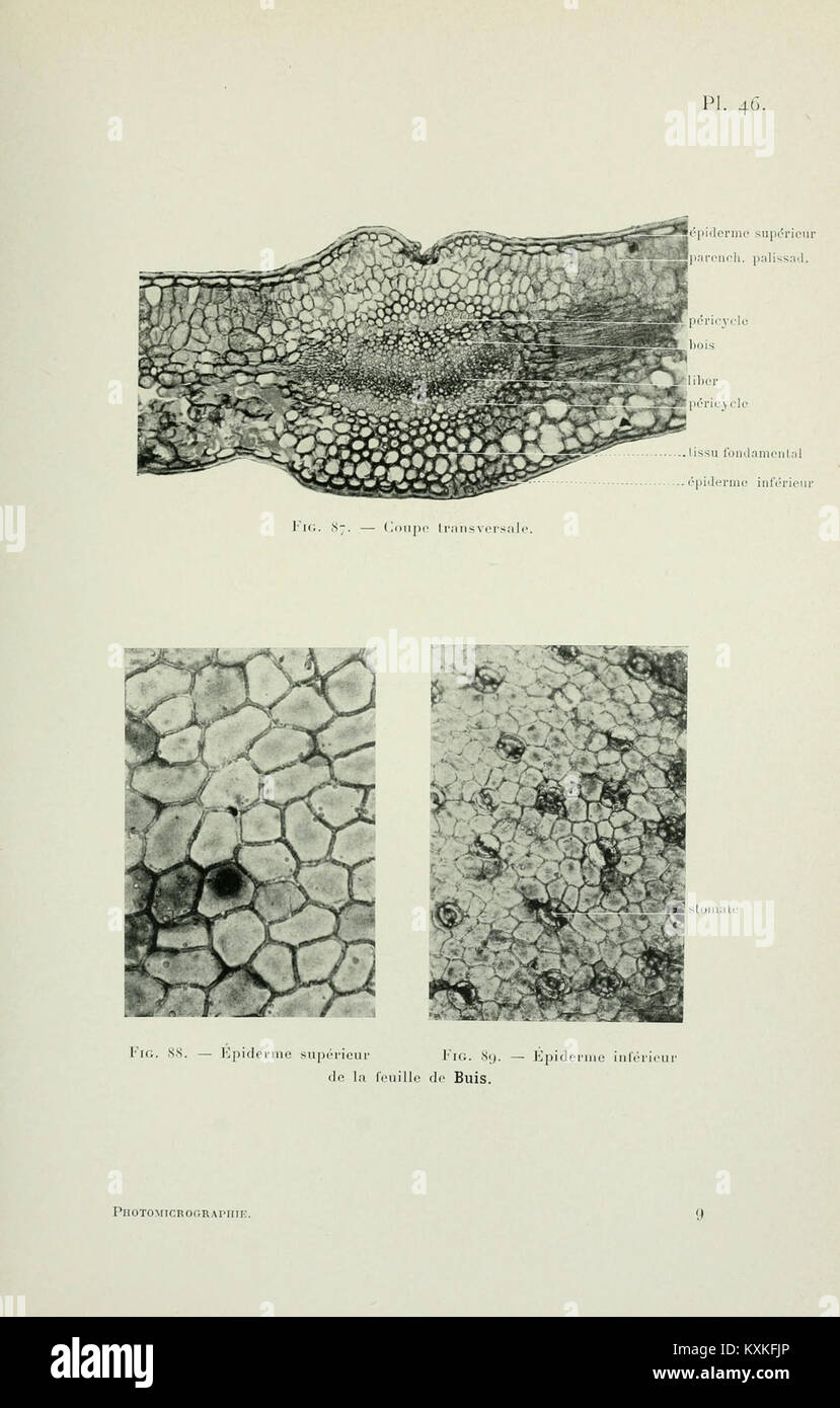 Atlas de photomicrographie des plantes médicinales (page 129) BHL12987955 Banque D'Images