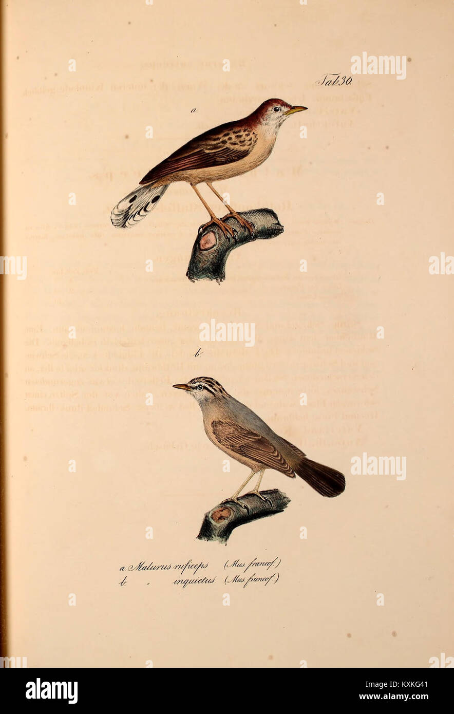 Atlas zu Der Reise im nördlichen Afrika BHL37140827 Banque D'Images