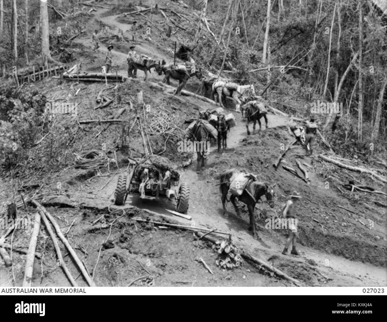 Cette photographie montre des chevaux de meute et des mulets conduits le long de la première étape d'une piste depuis Ower's Corner, représentant le transport et la logistique pendant les opérations militaires. Banque D'Images