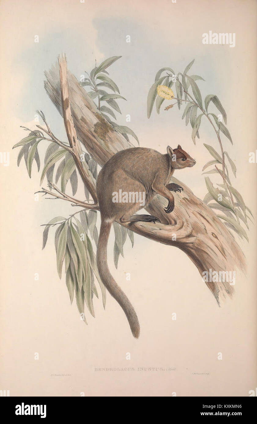 Cette plaque illustre les espèces Macropodidæ, mettant en évidence l'anatomie, la structure des membres et les proportions corporelles pour l'étude zoologique des kangourous. Banque D'Images