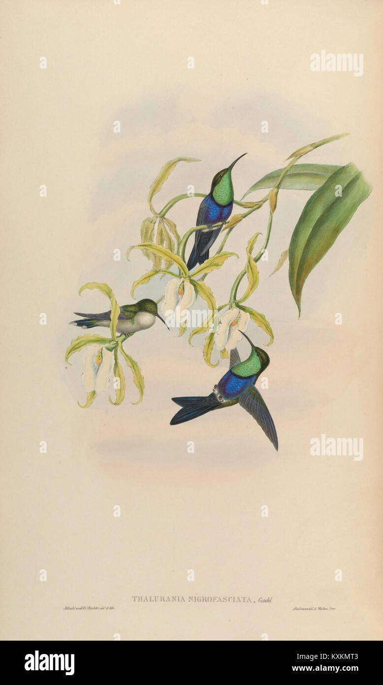 Cette monographie sur la famille des Trochilidae fournit une étude approfondie des colibris. Il comprend des illustrations détaillées et des informations sur leurs espèces, leurs comportements et leurs habitats. Banque D'Images