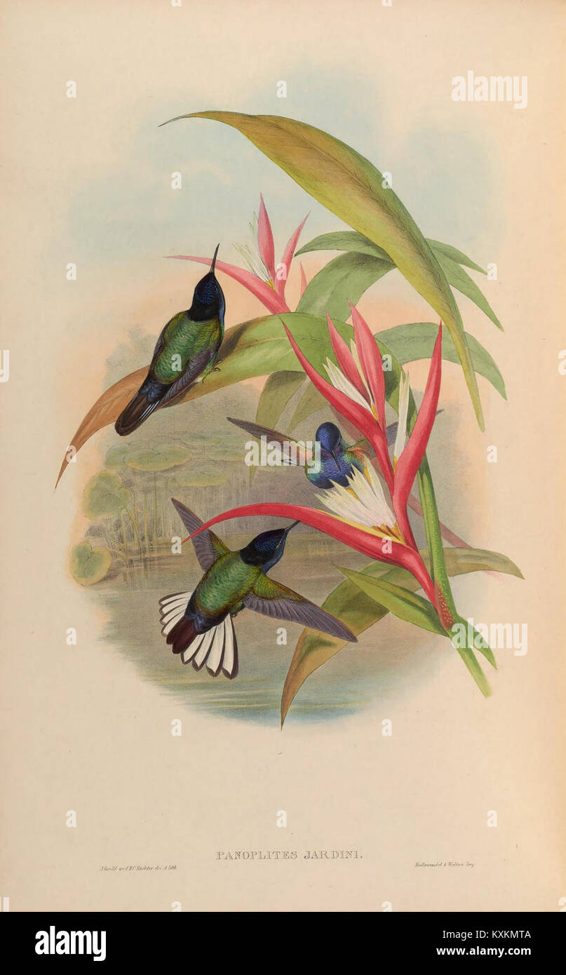 Planche 110 tirée d'Une monographie des Trochilidae, illustrant diverses espèces de colibris avec des études anatomiques et colorées détaillées, mettant en évidence la diversité au sein de la famille des Trochilidae. Banque D'Images