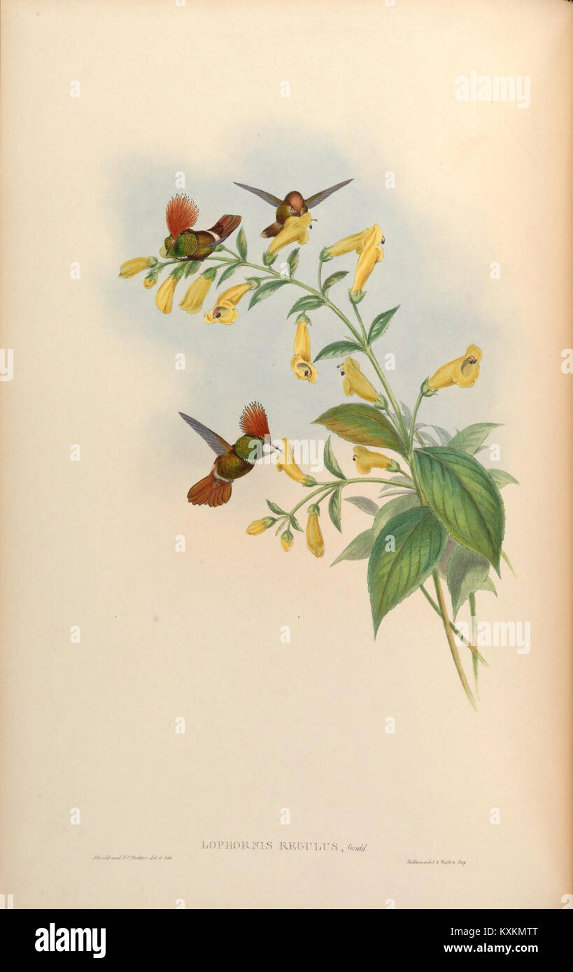 Plaque tirée d'une monographie des Trochilidae montrant les colibris, mettant en évidence les distinctions d'espèces, le plumage et les caractéristiques anatomiques pour la recherche ornithologique. Banque D'Images