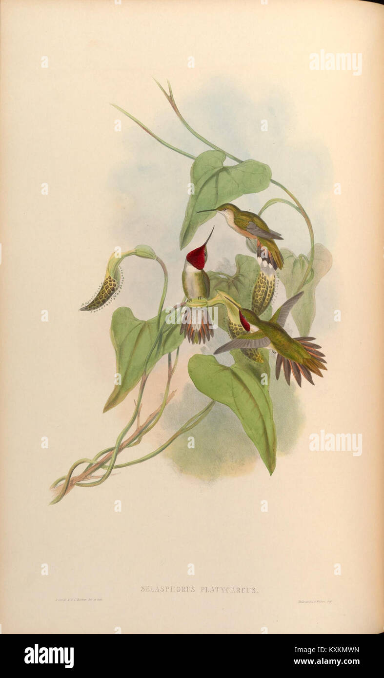 Cette monographie illustre les colibris de la famille Trochilidæ, mettant en évidence les caractéristiques uniques, les comportements et l'importance écologique de l'espèce dans leurs habitats. Banque D'Images