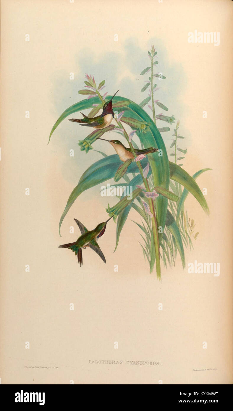 Monographie illustrée de Trochilidæ, montrant le plumage, l'anatomie et les caractéristiques spécifiques à l'espèce pour la recherche ornithologique. Banque D'Images