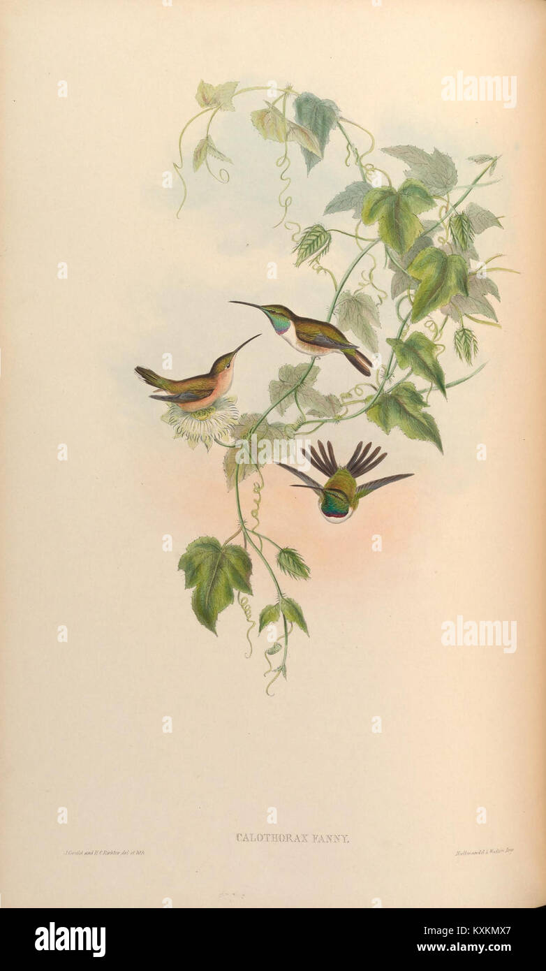 Planche 151 tirée d'Une monographie des Trochilidae, représentant plusieurs espèces de colibris, notés pour leur plumage irisé et le mouvement rapide des ailes, représentant la diversité de la famille des Trochilidae. Banque D'Images