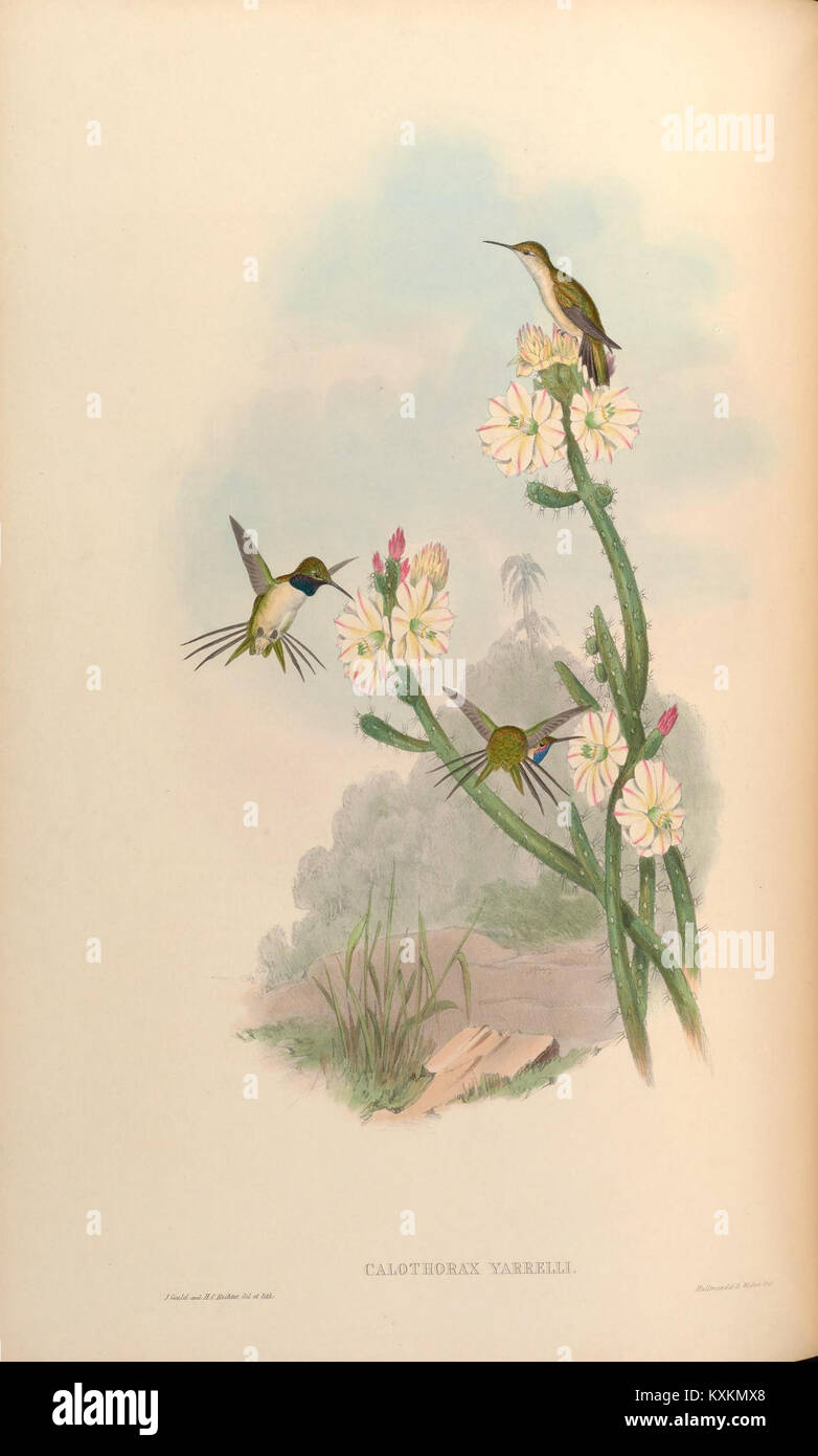 La plaque tirée d'une monographie sur les Trochilidae (colibris) offre des illustrations précises de diverses espèces. Il sert de ressource cruciale pour les ornithologues, fournissant des informations précieuses sur la diversité des colibris. Banque D'Images