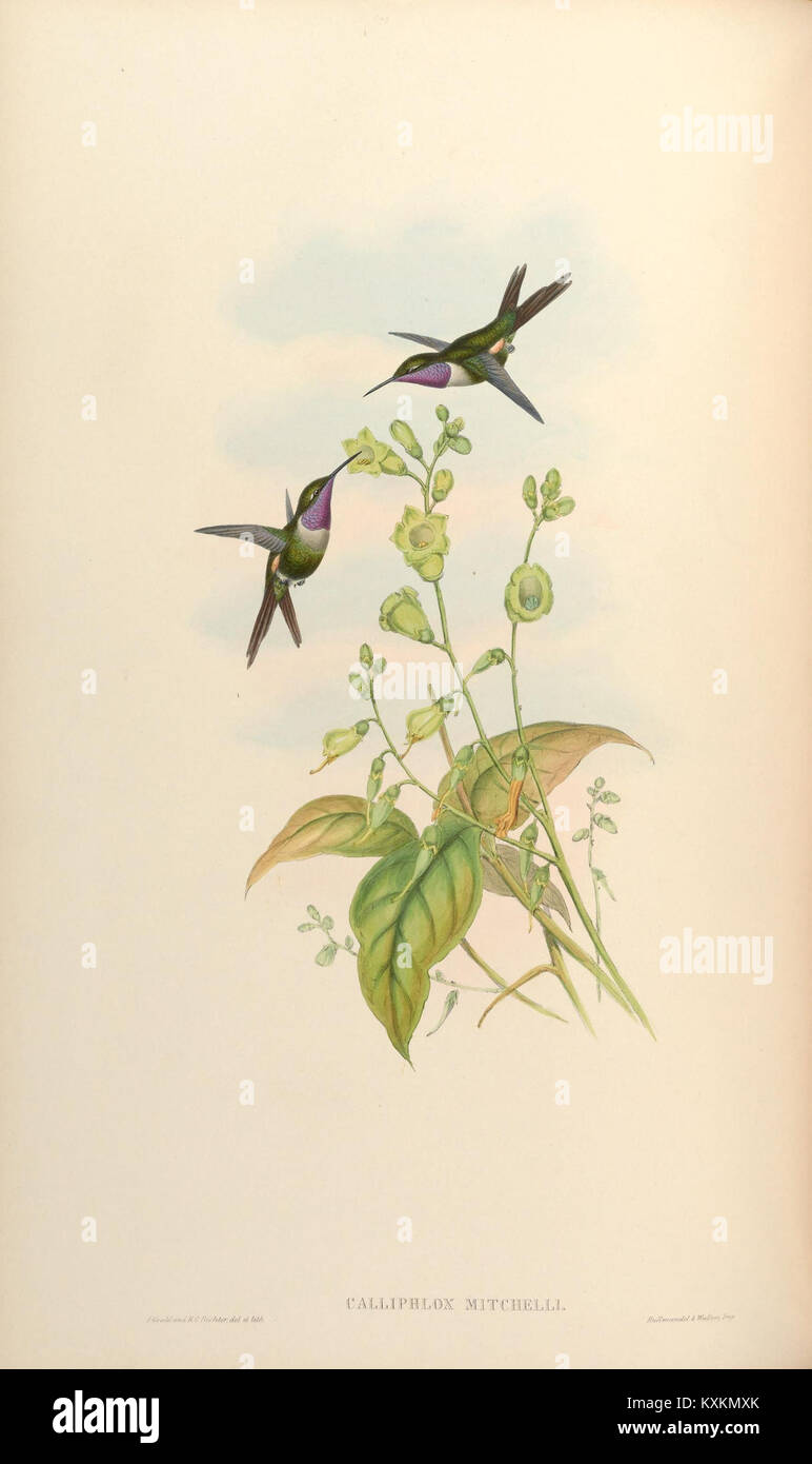 Cette monographie présente une image détaillée des colibris de la famille Trochilidæ, fournissant une étude ciblée sur leurs diverses espèces, leurs comportements et leur importance écologique. Banque D'Images