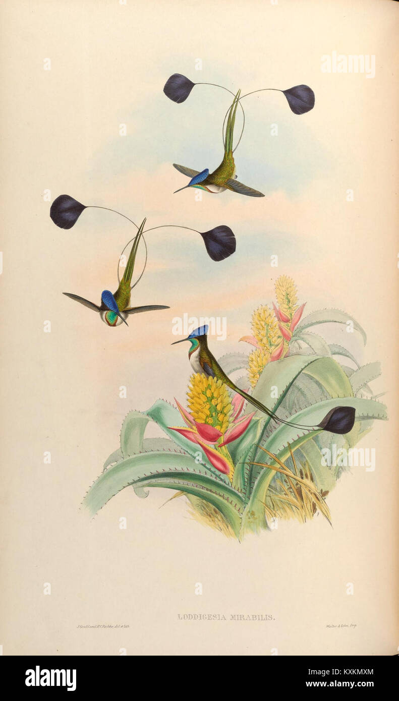 Monographie représentant Trochilidæ, détaillant l'anatomie, le plumage et les caractéristiques taxonomiques des espèces de colibris. Banque D'Images