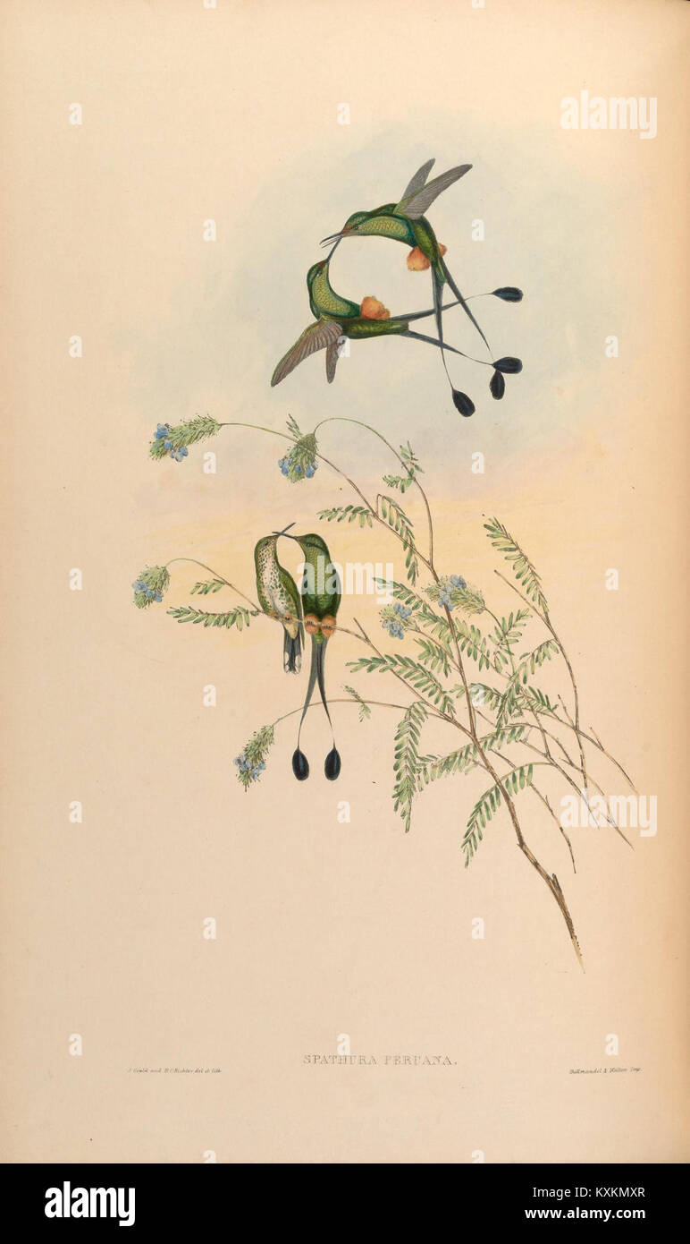 La planche 164 de la monographie de Trochilidæ illustre des espèces de colibris, en se concentrant sur la mécanique du vol, la structure des plumes et les adaptations alimentaires pour la documentation scientifique. Banque D'Images