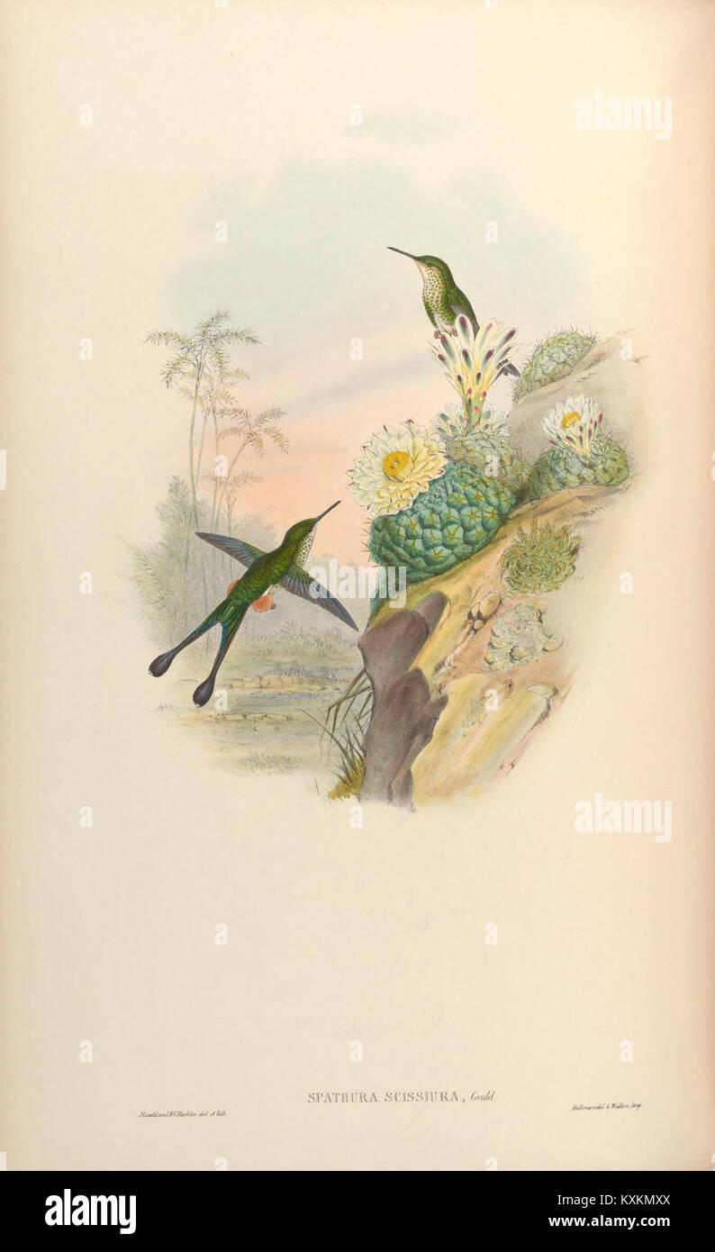 Monographie sur les colibris Trochilidæ fournissant une étude détaillée de leur biologie, comportement et classification, contribuant à la recherche ornithologique et aviaire. Banque D'Images