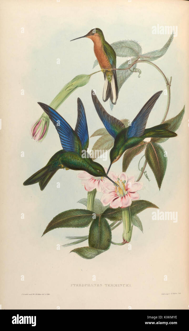 Planche 178 tirée d'Une monographie des Trochilidae, présentant des rendus artistiques et scientifiques d'espèces de colibris, soulignant leur plumage distinctif et leurs adaptations écologiques. Banque D'Images