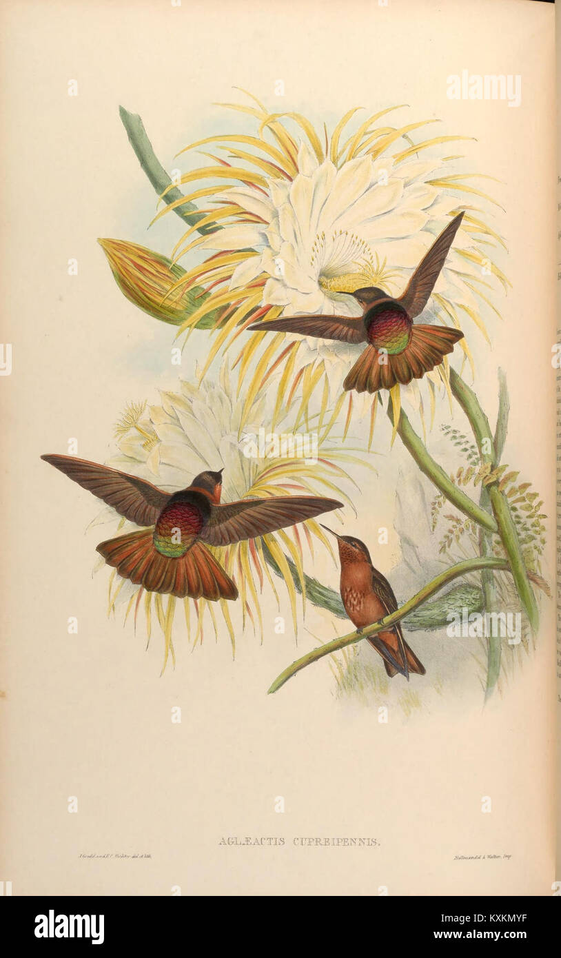 La planche 179 de la monographie de Trochilidæ représente des colibris, montrant le plumage détaillé, l'anatomie et la coloration pour appuyer l'étude ornithologique et taxonomique. Banque D'Images