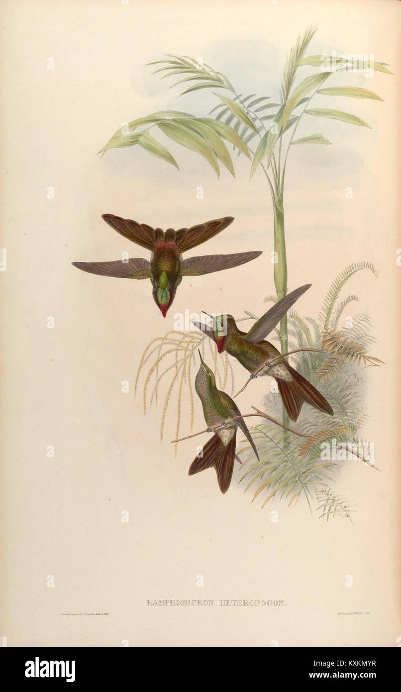 La planche 184 de la monographie de Trochilidæ représente des espèces de colibris, mettant en évidence le comportement alimentaire, la structure des ailes et la coloration du plumage pour la recherche ornithologique. Banque D'Images