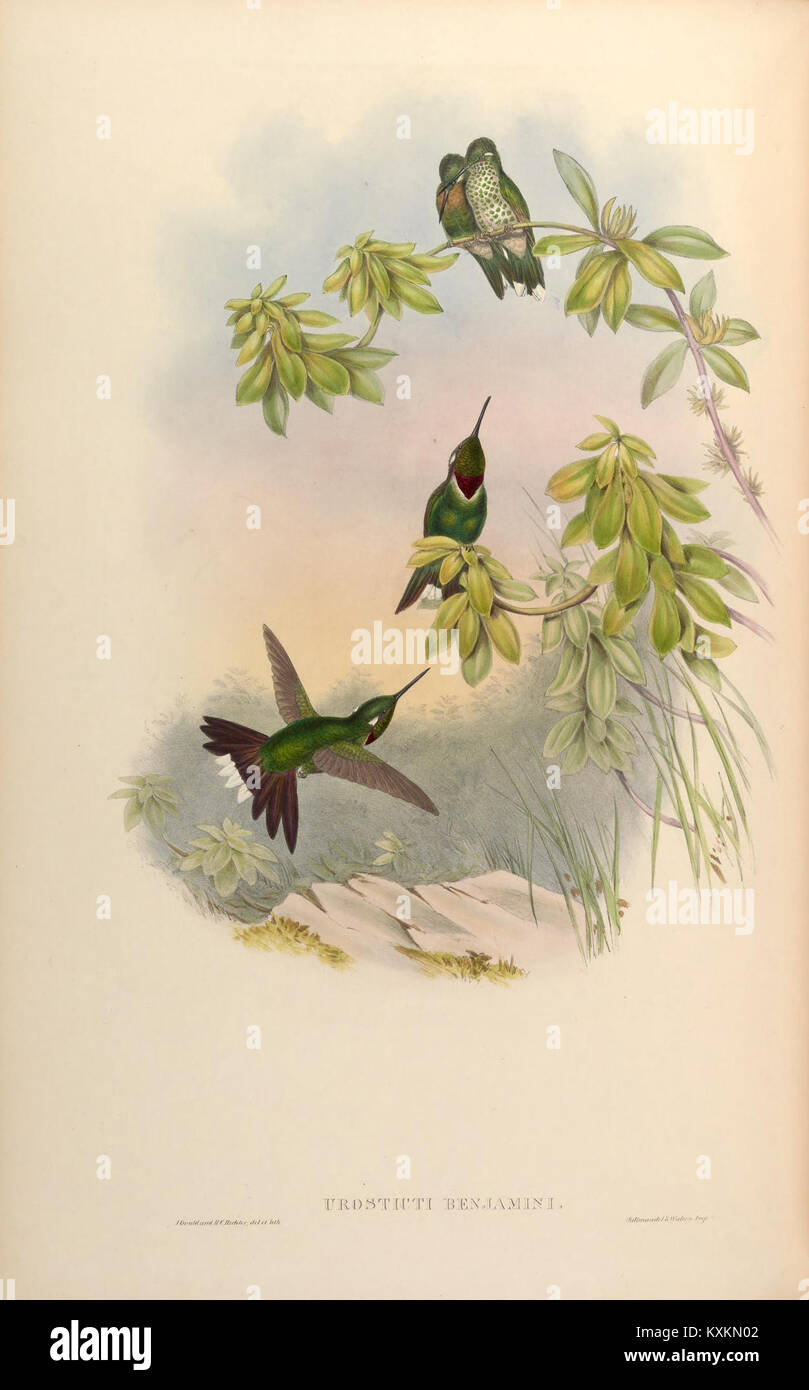 Monographie illustrée de Trochilidæ, documentant l'anatomie, le plumage et les caractéristiques morphologiques pour l'étude ornithologique. Banque D'Images