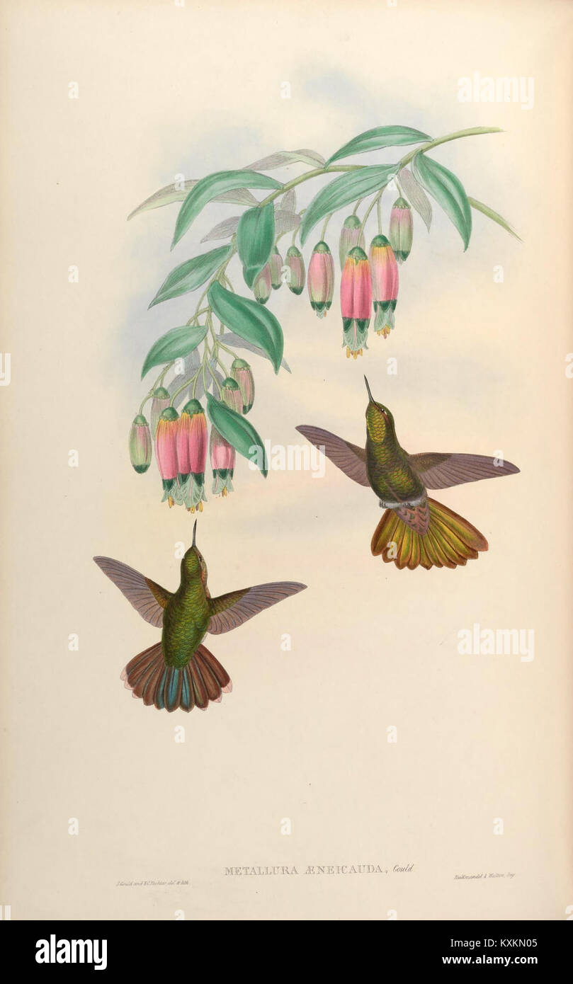 La monographie sur les Trochilidae (colibris) détaille leur morphologie, leur comportement, leur alimentation, leur nidification et leur habitat, offrant une référence pour la recherche ornithologique et les études aviaires. Banque D'Images