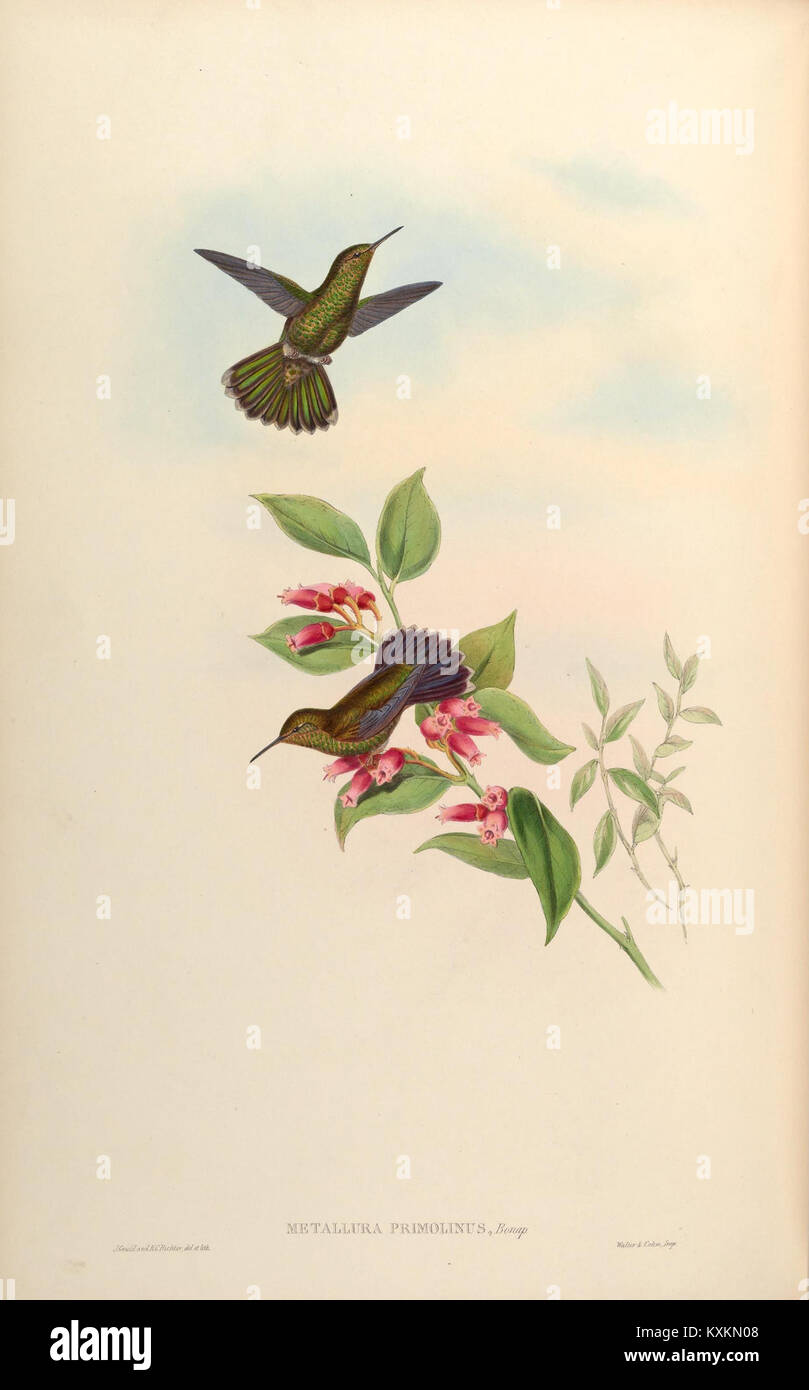 Cette plaque illustre diverses espèces de la famille Trochilidæ, mettant en valeur la diversité des colibris et leurs adaptations spécialisées, telles que le vol stationnaire et l’alimentation au nectar. Banque D'Images
