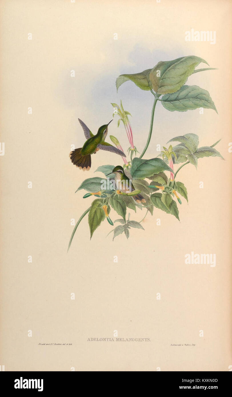 Cette plaque tirée d'une monographie sur la famille des Trochilidae illustre une espèce de colibris, en mettant l'accent sur ses caractéristiques uniques et son habitat naturel. Banque D'Images