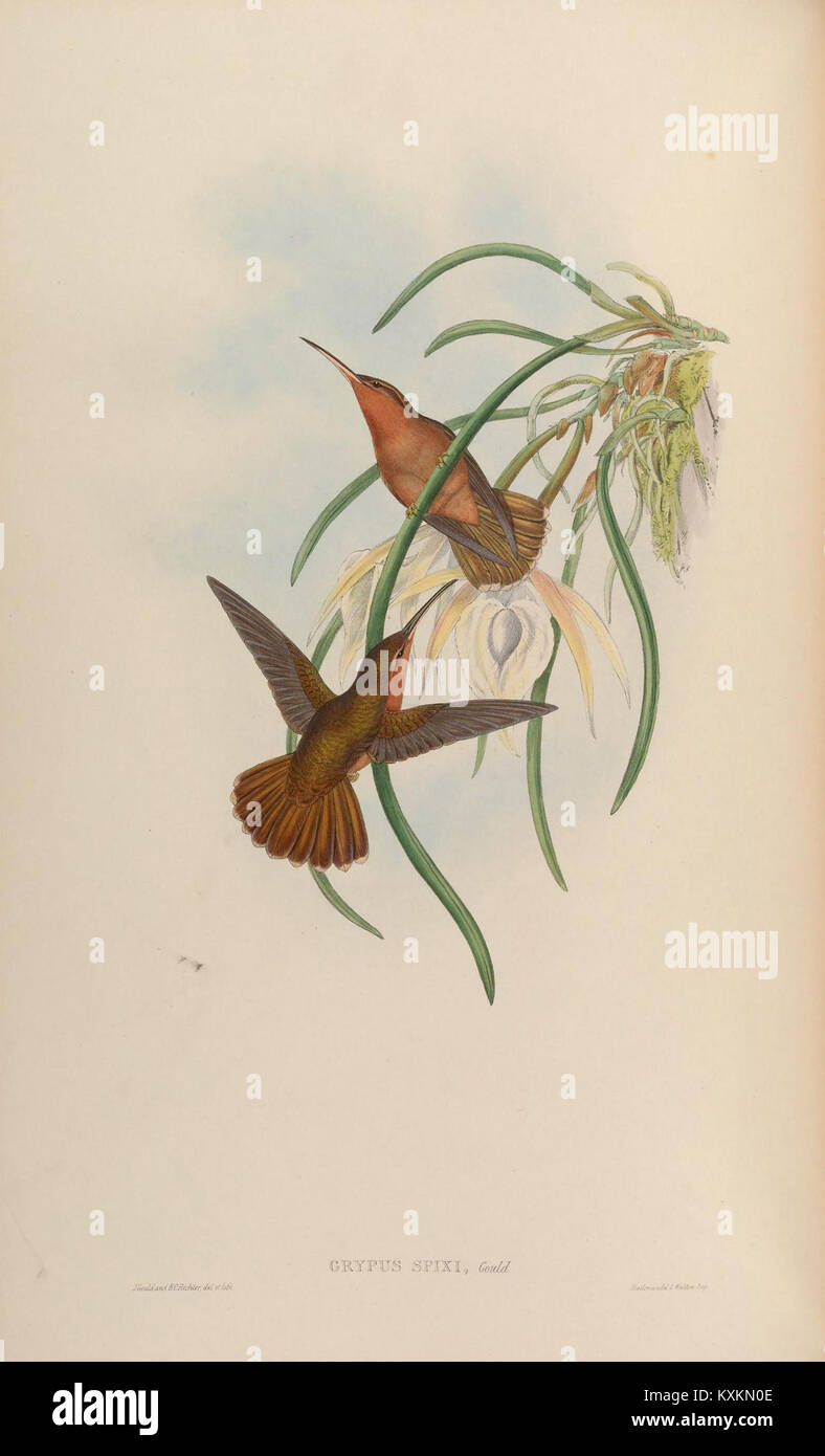 Cette monographie se concentre sur la famille des colibris Trochilidae, fournissant des illustrations détaillées et des renseignements sur leurs espèces, leurs caractéristiques et leur classification. Il constitue une ressource importante pour les ornithologues qui étudient la taxonomie et les comportements des colibris. Banque D'Images