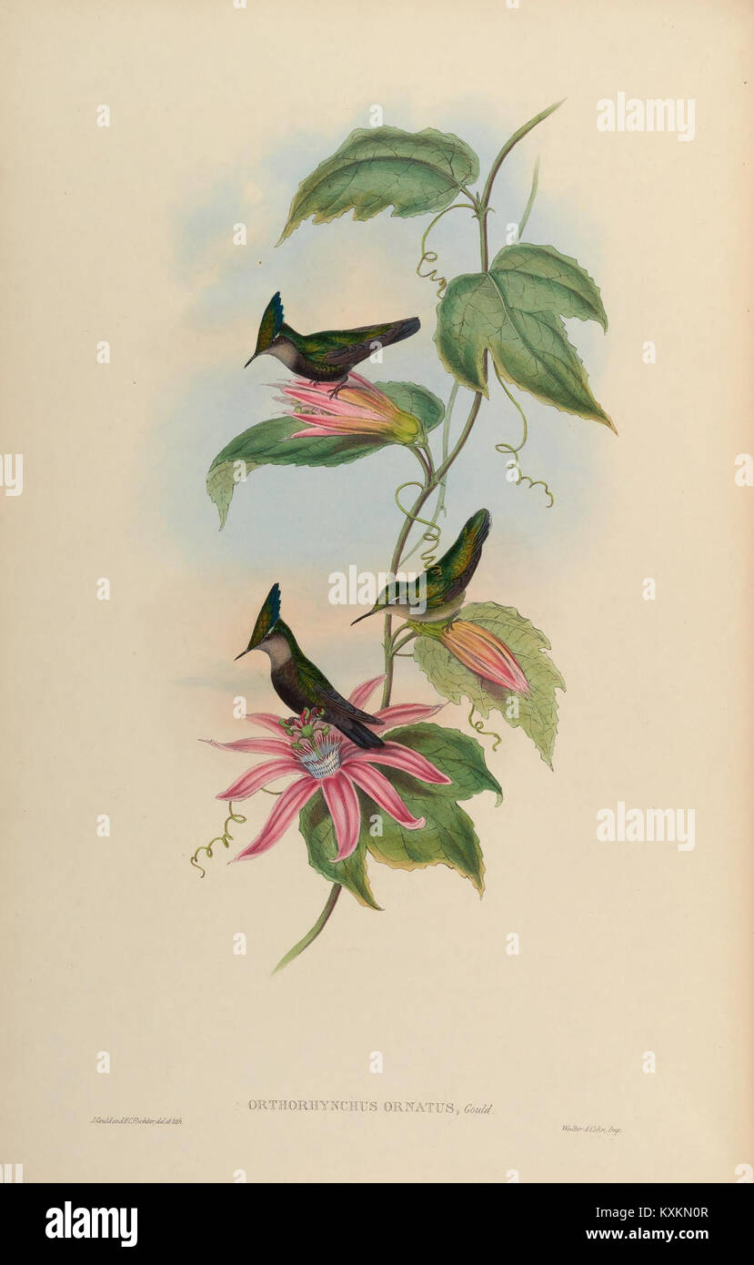 Une monographie des Trochilidæ, la famille des colibris, comprenant des illustrations détaillées et des descriptions de la morphologie, du plumage et de la taxonomie des espèces, à l'appui de la recherche ornithologique. Banque D'Images