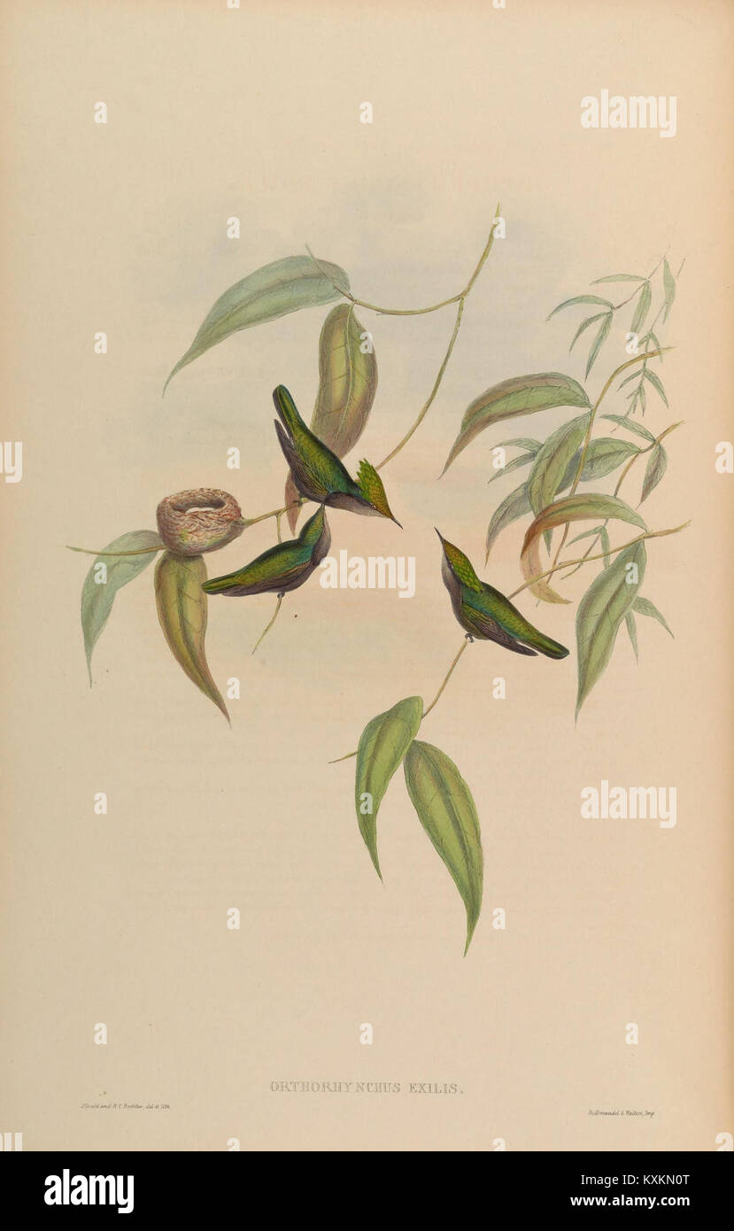 Illustration tirée d'une monographie de colibris portant sur les espèces de Trochilidae, leur morphologie, leur plumage et leurs caractéristiques scientifiques à étudier. Banque D'Images