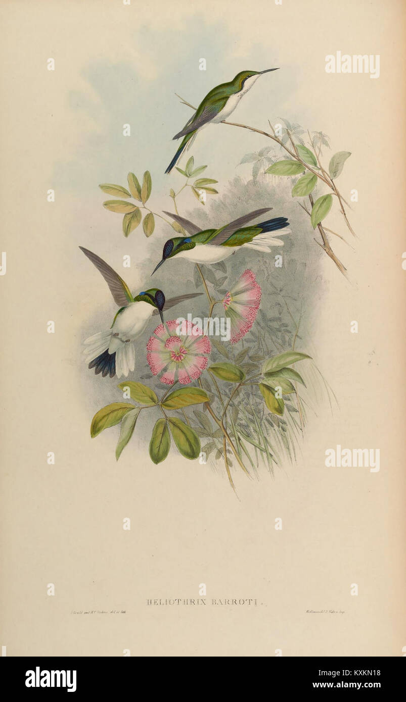 La planche 217 de la monographie de la famille des Trochilidae représente diverses espèces de colibris, mettant en valeur leurs caractéristiques uniques et leur diversité. Banque D'Images