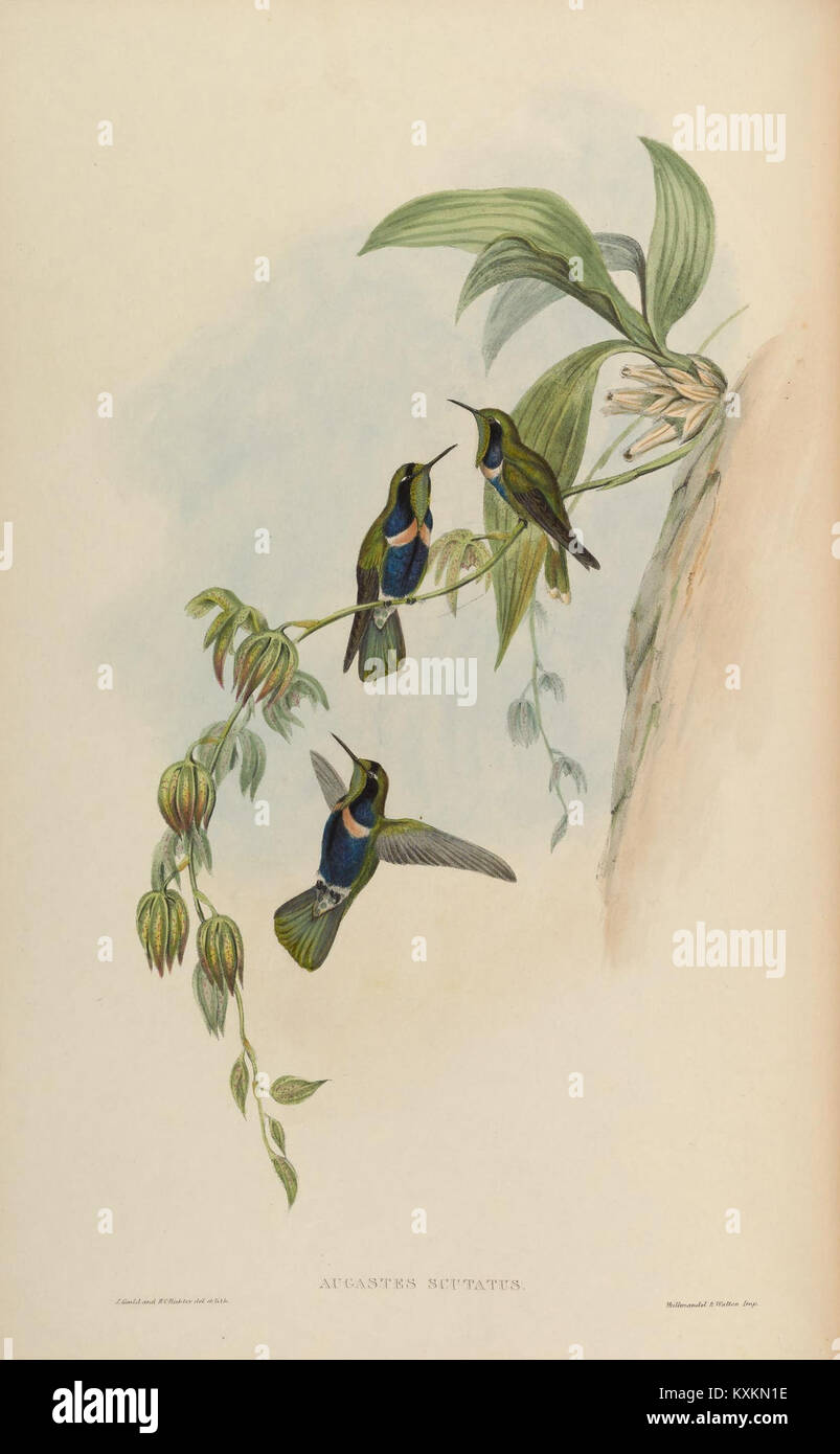 La famille des Trochilidae, les colibris, est documentée dans cette monographie avec des illustrations sur la planche 221, détaillant leur comportement, leur morphologie et leur habitat pour étude ornithologique. Banque D'Images