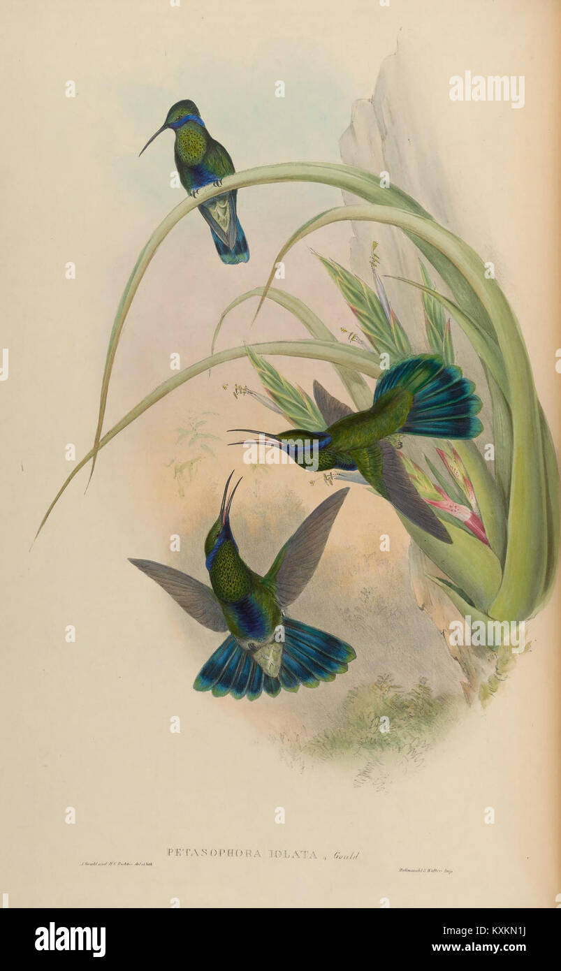 Cette illustration tirée d'une monographie sur la famille des Trochilidae met en valeur les caractéristiques complexes des colibris. Le travail met l'accent sur les attributs et le comportement uniques de l'espèce. Banque D'Images