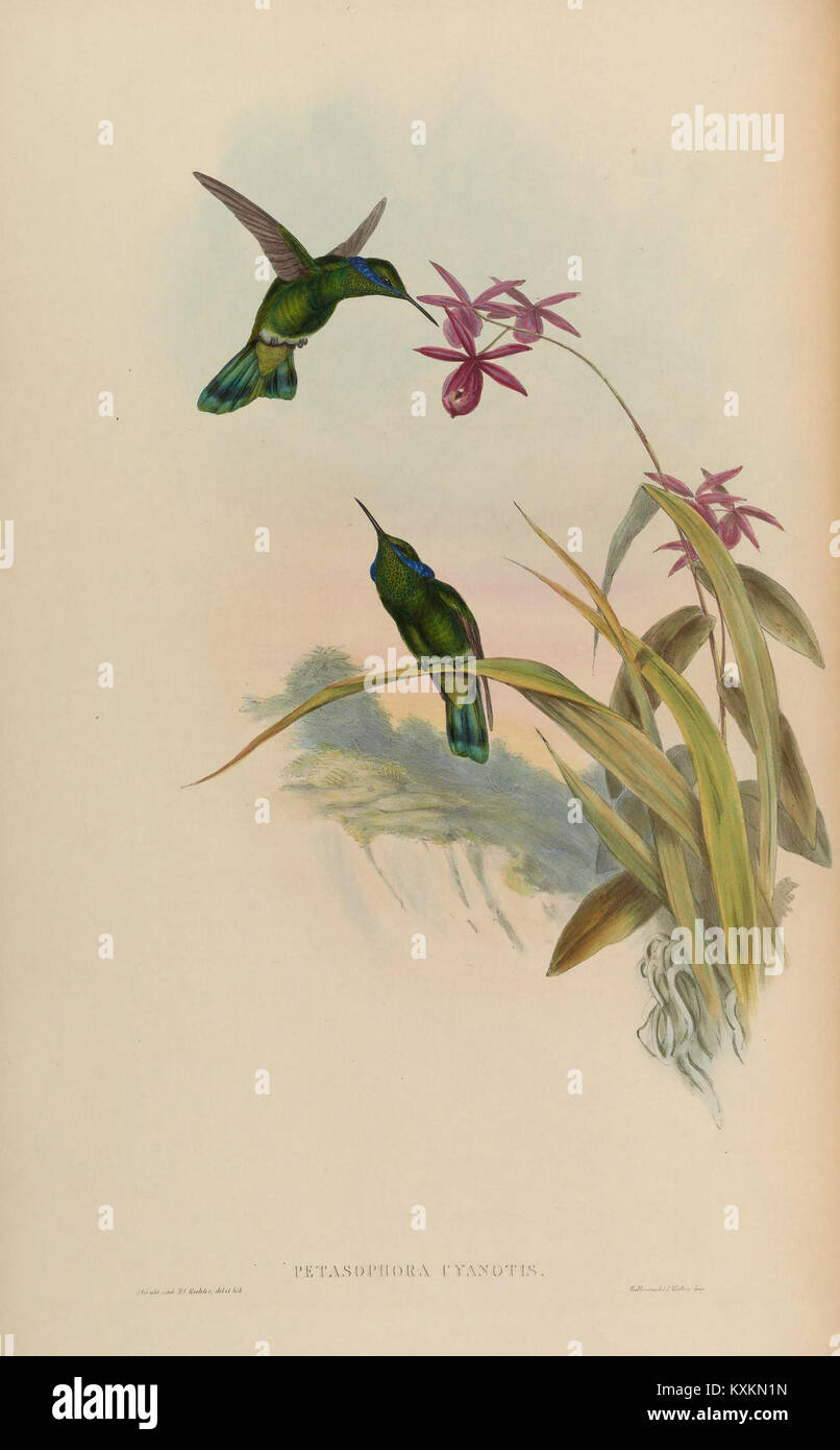 Cette plaque de la 'monographie des Trochilidae' offre des illustrations scientifiques de colibris, montrant diverses espèces, anatomie et comportements en détail. Banque D'Images
