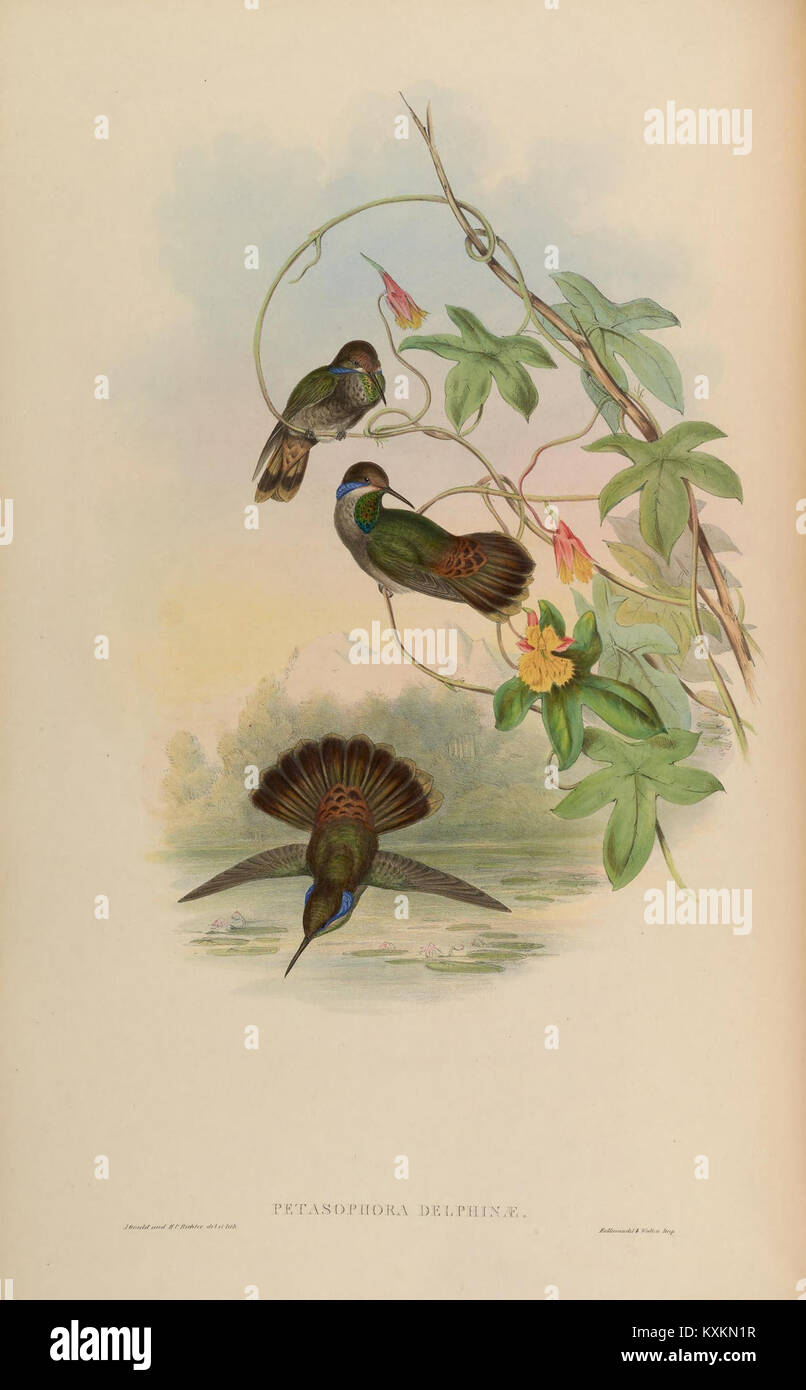 Monographie illustrant Trochilidæ, montrant l'anatomie détaillée, le plumage et les traits taxonomiques des espèces de colibris. Banque D'Images