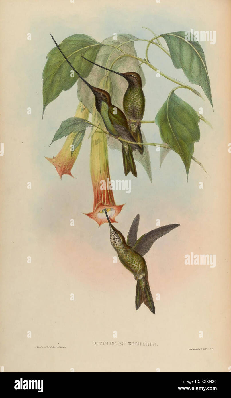 Cette plaque tirée de 'Une monographie des Trochilidae' présente diverses espèces de colibris. Les illustrations offrent un aperçu scientifique de leur anatomie, de leurs comportements et de leur classification, contribuant ainsi à l'étude de la diversité aviaire. Banque D'Images