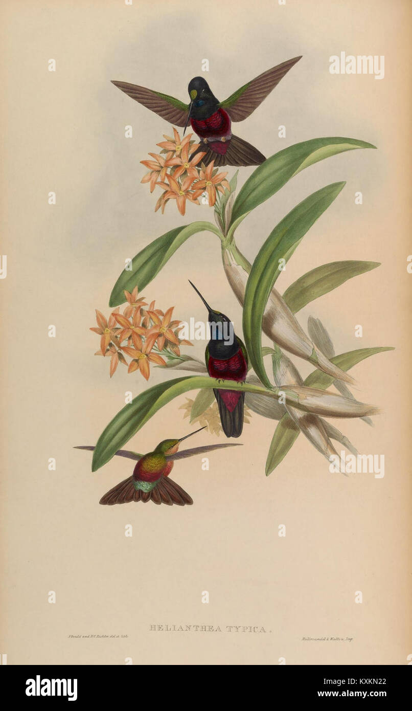 La planche 235 d'une monographie de la famille Trochilidæ représente diverses espèces de colibris, mettant en évidence la structure des ailes, la coloration et les caractéristiques anatomiques pour référence ornithologique. Banque D'Images