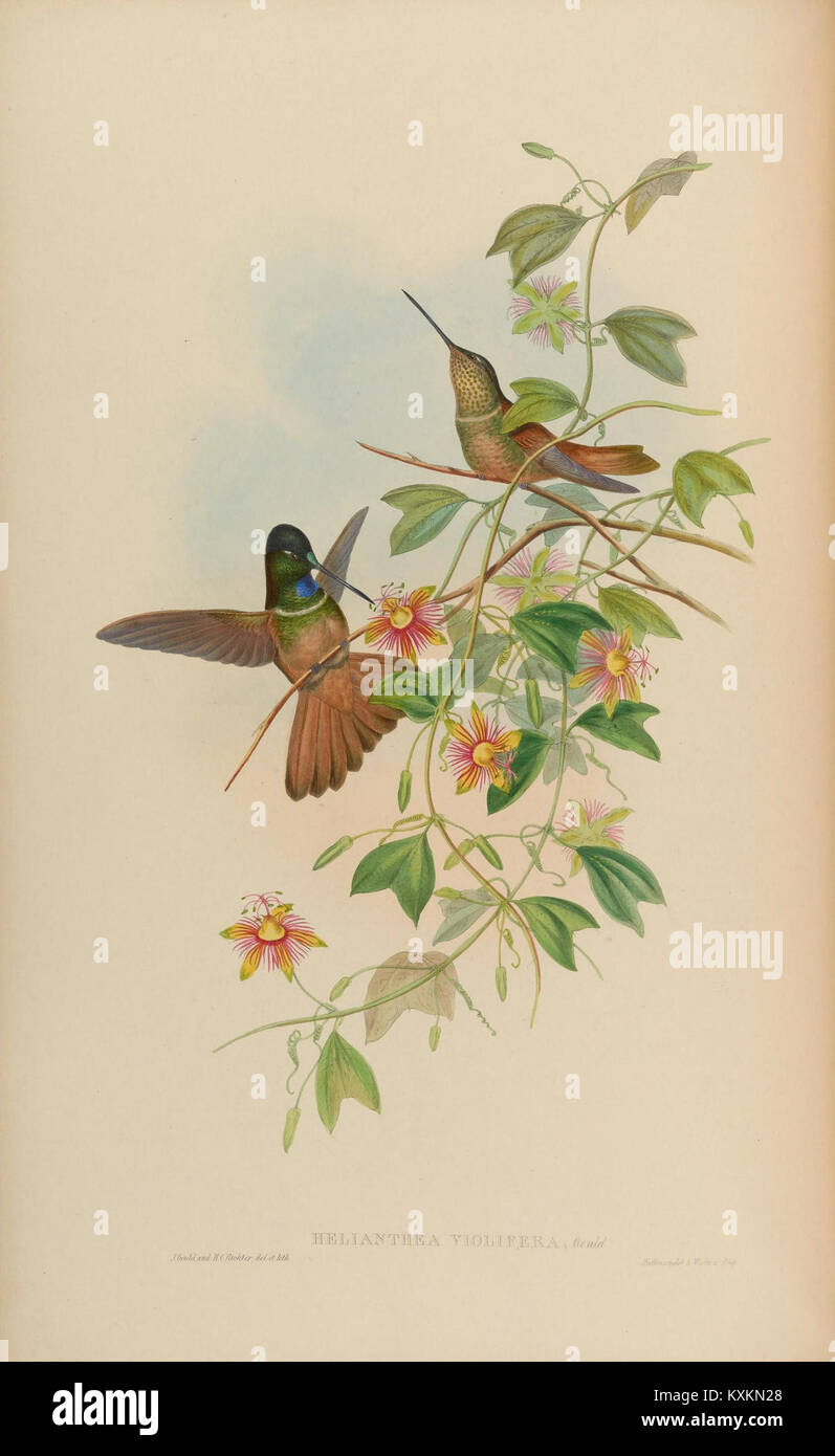 La plaque représente des espèces de la famille des Trochilidae, ou colibris, illustrant leur morphologie, leur plumage et leurs caractéristiques physiques. La monographie détaille leur comportement, leurs habitudes alimentaires et leur distribution écologique. Banque D'Images