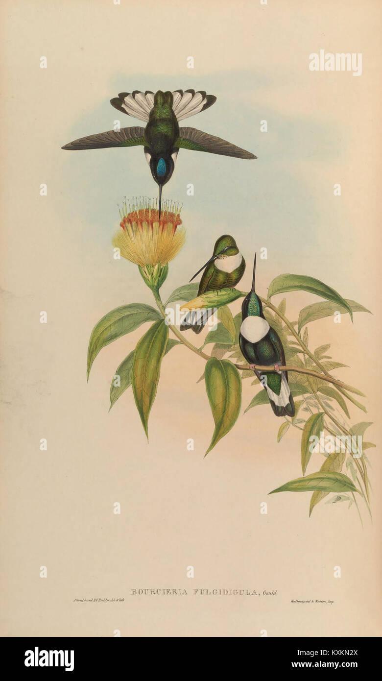 La planche 252 de la monographie des Trochilidae met en évidence les espèces de colibris, mettant l'accent sur les traits anatomiques, le plumage et les caractéristiques distinctives pour l'étude scientifique. Banque D'Images