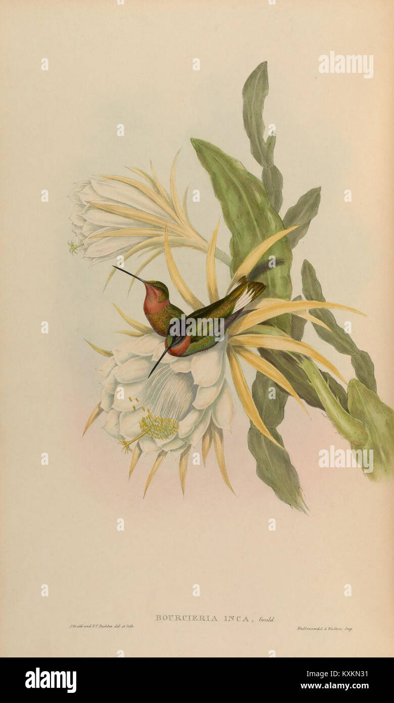 Plaque scientifique illustrant les Trochilidae ou colibris, montrant la structure du bec, la morphologie des ailes, les plumages, et des détails anatomiques pour la recherche taxonomique. Banque D'Images