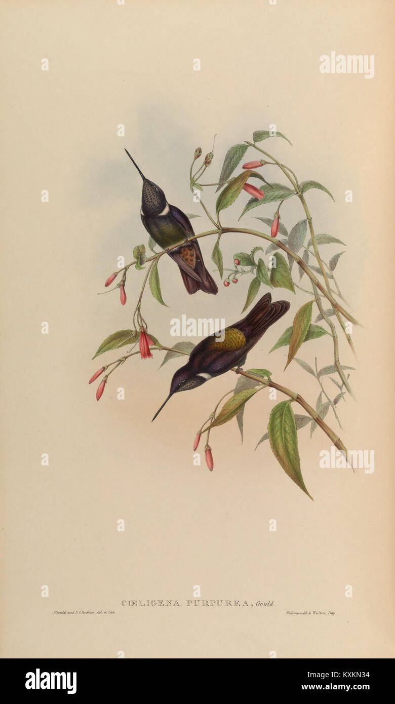 Monographie sur la famille des Trochilidae, ou colibris, fournissant des études détaillées et des illustrations des espèces, soulignant leur diversité, leur anatomie et leur rôle écologique. Banque D'Images