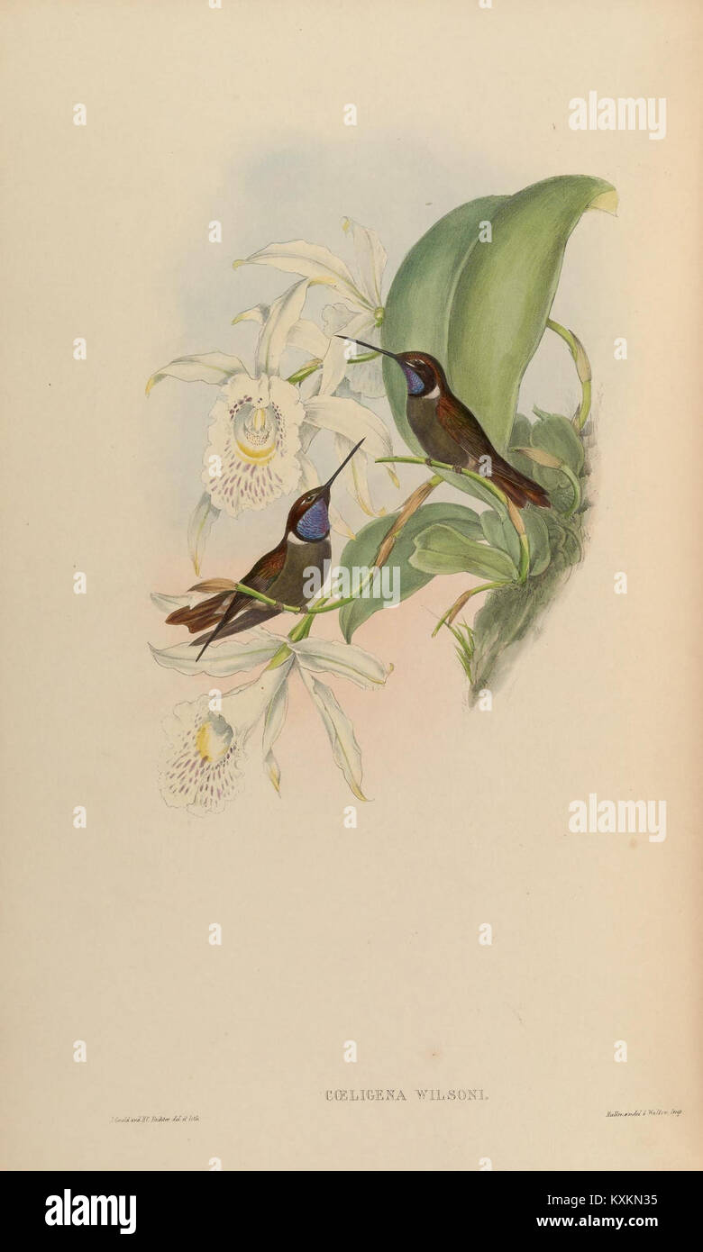 Cette monographie se concentre sur la famille Trochilidæ, ou colibris, fournissant des informations détaillées sur leurs caractéristiques physiques, leurs comportements et leur importance écologique. La planche 258 présente des exemples spécifiques de cette famille. Banque D'Images