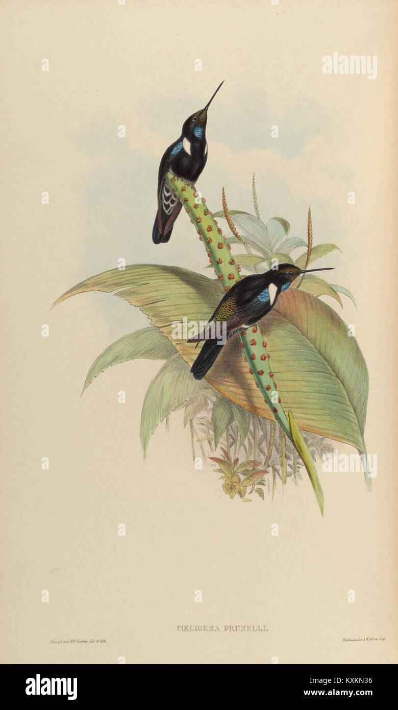 Cette monographie des Trochilidae fournit des descriptions détaillées et des illustrations des espèces de colibris, mettant l'accent sur la morphologie, la coloration et les distinctions entre les espèces. Banque D'Images